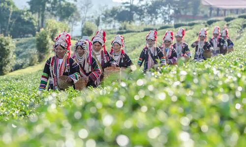 Chiang Rai Golden Triangle Eth